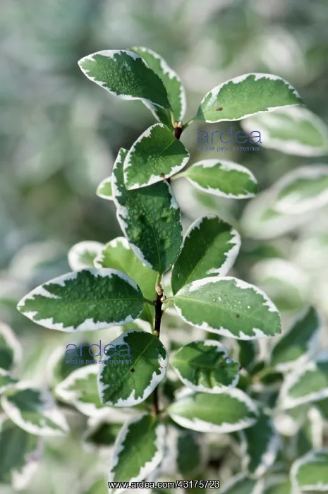 : Pittosporum, Pittosporum tenuifolium Marjory Channon, gree : Pittosporum, Pittosporum tenuifolium Marjory Channon, gree