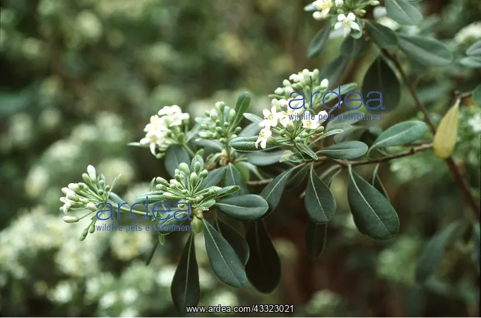 : Pittosporum - a scented shrub : Pittosporum - a scented shrub