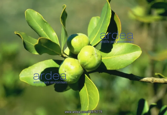  : PITTOSPORUM tobira - fruit