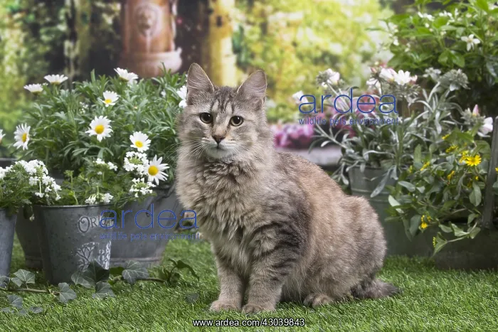 : Pixie Bob cat outside in the garden : Pixie Bob cat outside in the garden