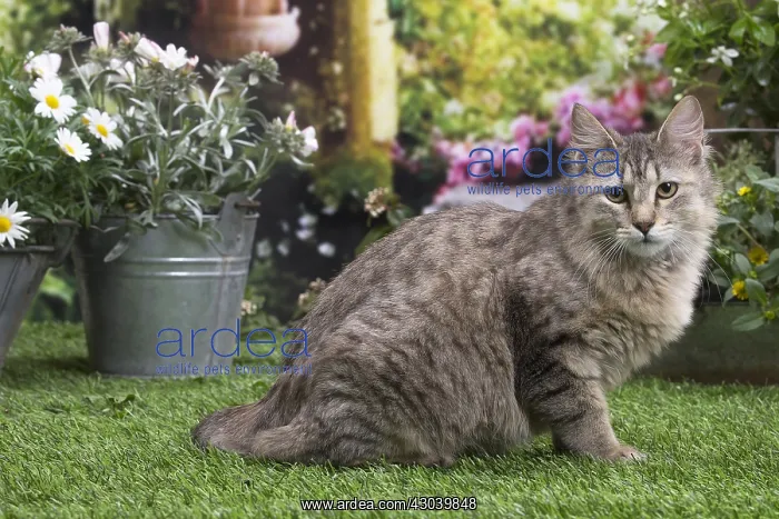 : Pixie Bob cat outside in the garden : Pixie Bob cat outside in the garden