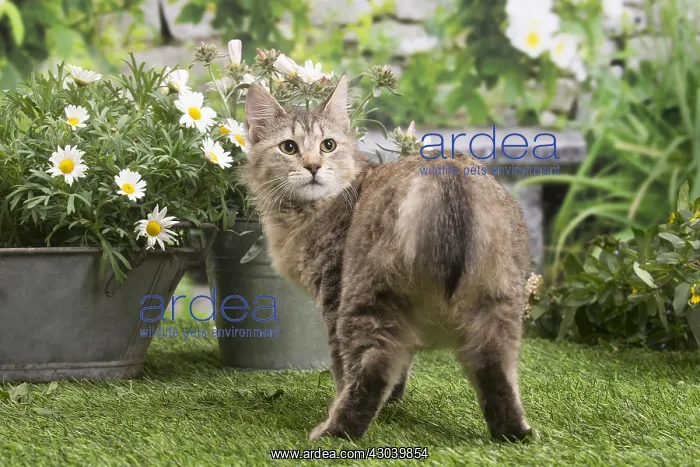 : Pixie Bob cat outside in the garden : Pixie Bob cat outside in the garden