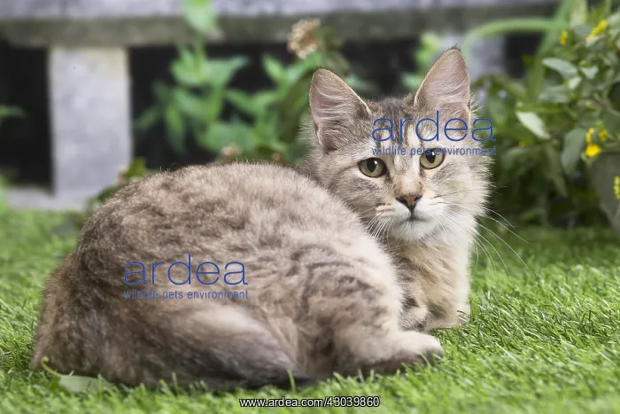 : Pixie Bob cat outside in the garden : Pixie Bob cat outside in the garden