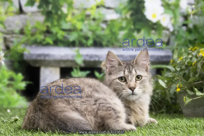 : Pixie Bob cat outside in the garden : Pixie Bob cat outside in the garden