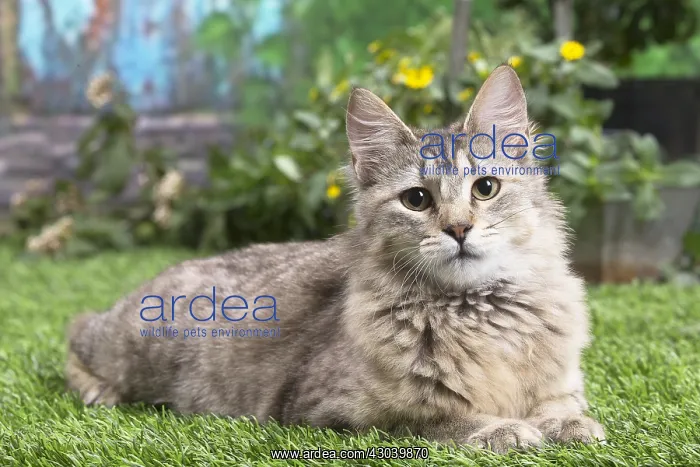 : Pixie Bob cat outside in the garden : Pixie Bob cat outside in the garden