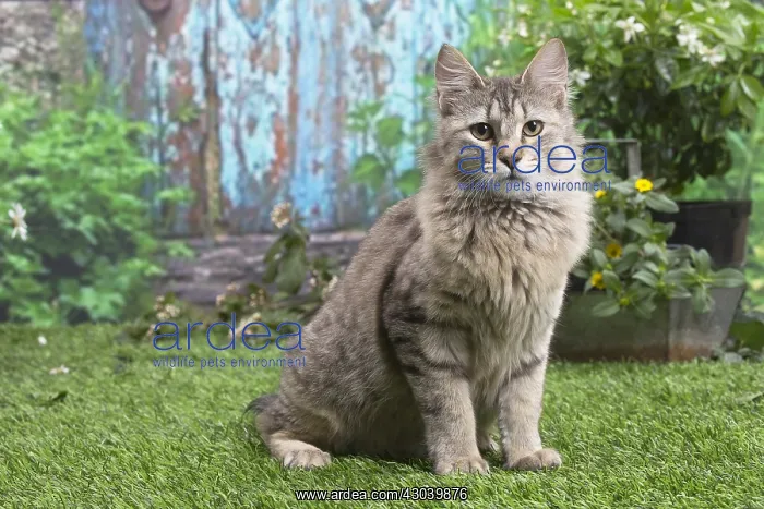 : Pixie Bob cat outside in the garden : Pixie Bob cat outside in the garden