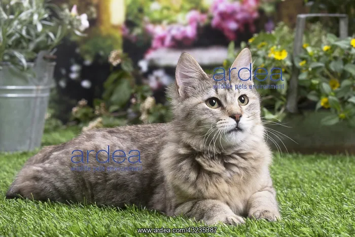 : Pixie Bob cat outside in the garden : Pixie Bob cat outside in the garden