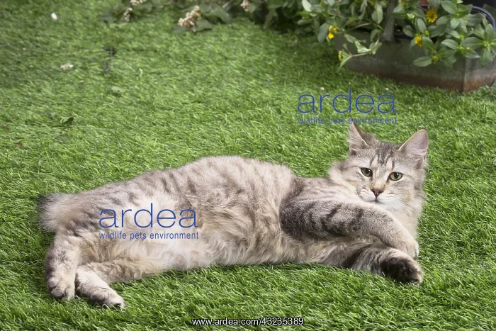 : Pixie Bob cat outside in the garden : Pixie Bob cat outside in the garden