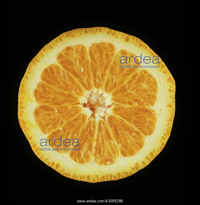 : Pixie Mandarin orange : Pixie Mandarin orange