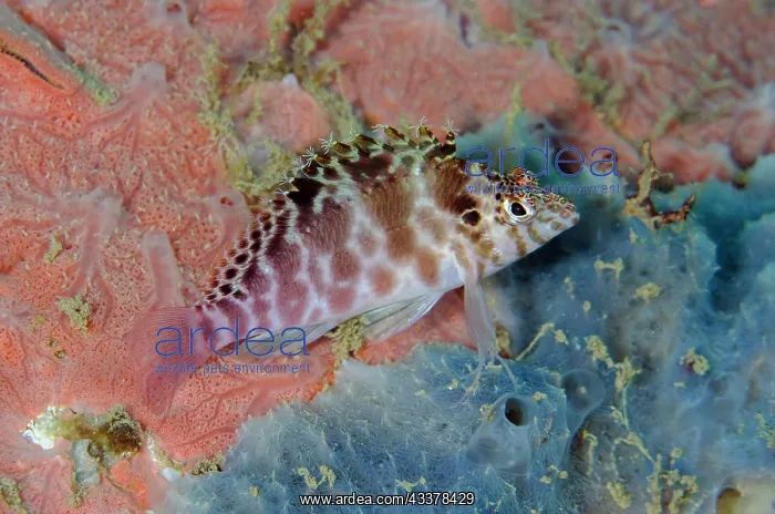 : Pixy Hawkfish on demosponge : Pixy Hawkfish on demosponge