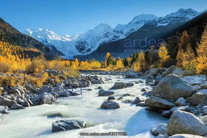 : Piz Pala, 3905 m, Piz Bernina, 4049 m, Piz Morteratsch : Piz Pala, 3905 m, Piz Bernina, 4049 m, Piz Morteratsch
