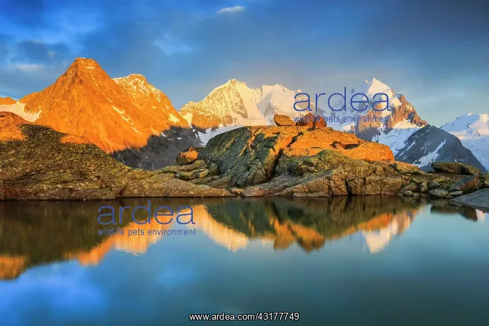 : Piz Tschierva-3546 m, Piz Bernina-4049 m, Biancograt : Piz Tschierva-3546 m, Piz Bernina-4049 m, Biancograt
