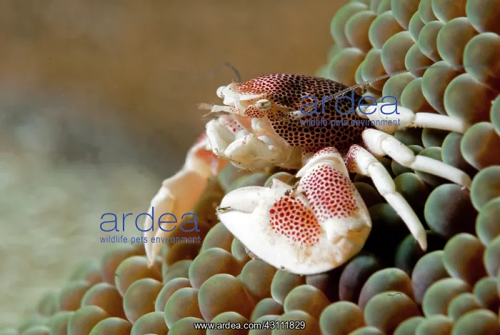 : Pizza Anemone : Pizza Anemone