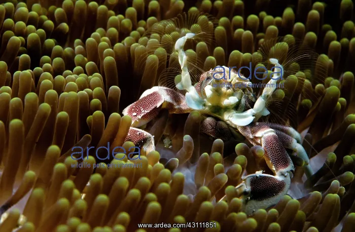  : Pizza Anemone