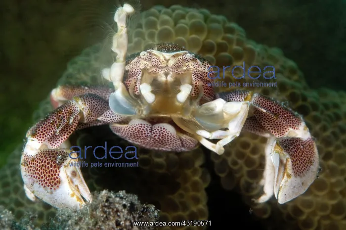 : Pizza Anemone : Pizza Anemone