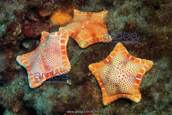  : Three placenta cushion starfish (Sphaerodiscus placenta)