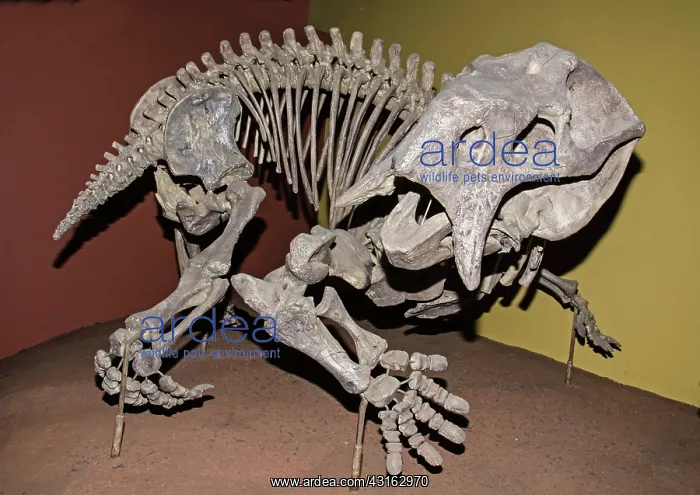 : Placerias Fossil : Placerias Fossil