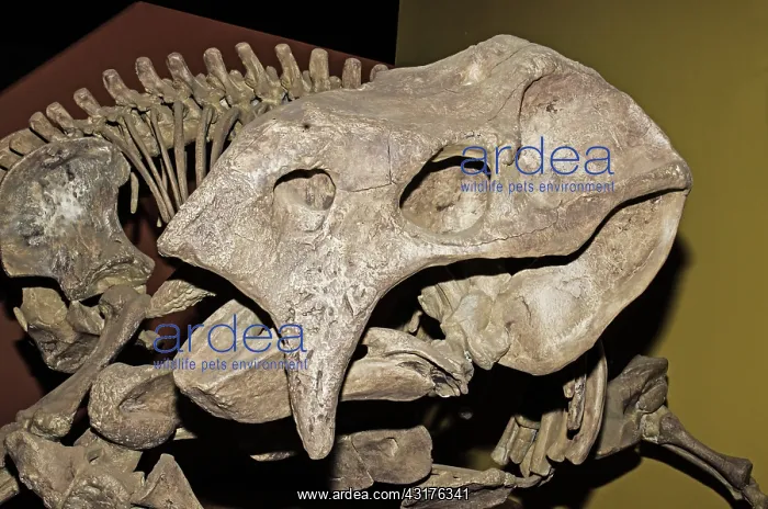 : Placerias Fossil : Placerias Fossil