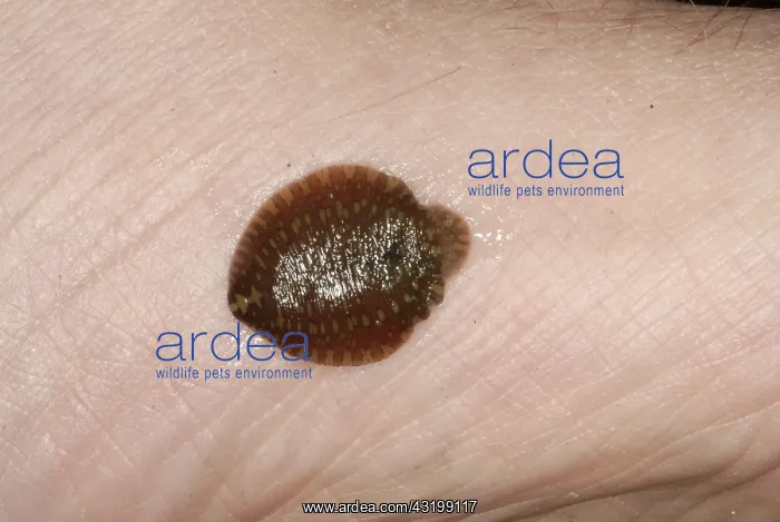 : Leech. Placobdella parasitica leech. These leeches spend most of their lives on turtles, : Leech. Placobdella parasitica leech. These leeches spend most of their lives on turtles,