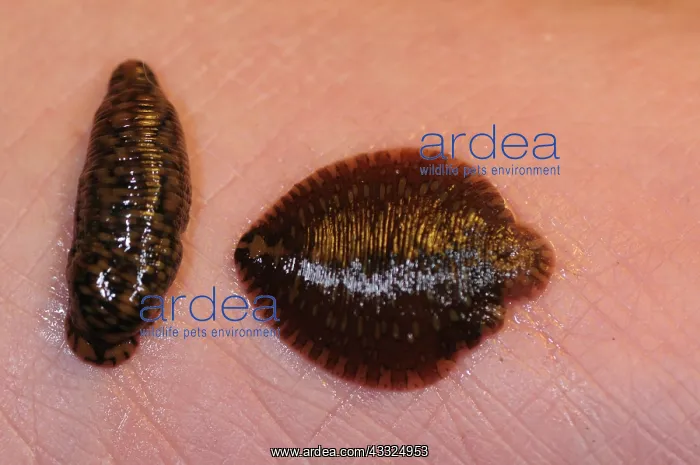 : Leech. Placobdella parasitica leech. These leeches spend most of their lives on turtles, : Leech. Placobdella parasitica leech. These leeches spend most of their lives on turtles,