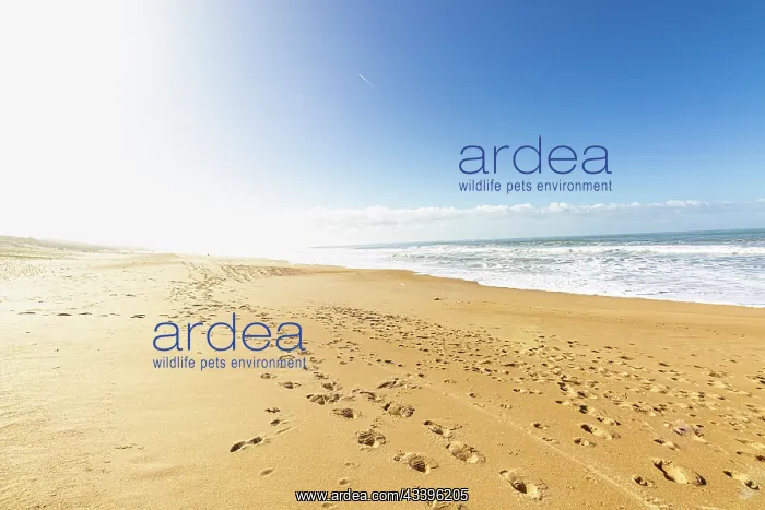 : Plage de la TerriA re, La Tranche-sur-Mer, Pays de : Plage de la TerriA re, La Tranche-sur-Mer, Pays de