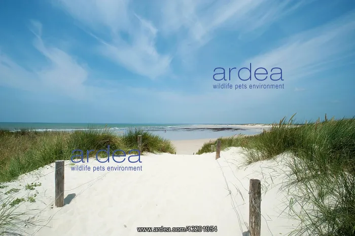 : Plage de la Torche, dunes, D&, x9c21;rtement Finist&, xe8;re : Plage de la Torche, dunes, D&, x9c21;rtement Finist&, xe8;re