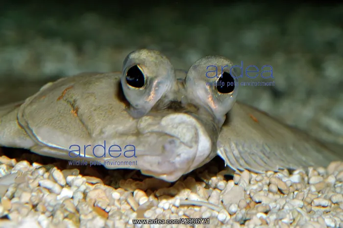 : Plaice (Pleuronectes platessa). European coasts, North Atlantic and North Sea : Plaice (Pleuronectes platessa). European coasts, North Atlantic and North Sea