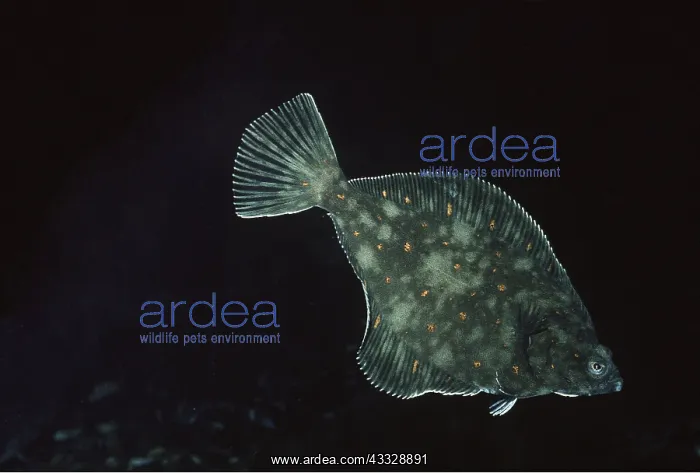 : PLAICE : PLAICE