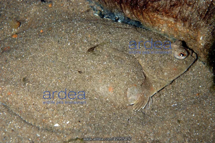 : Plaice - covering itself with sand as camouflage : Plaice - covering itself with sand as camouflage