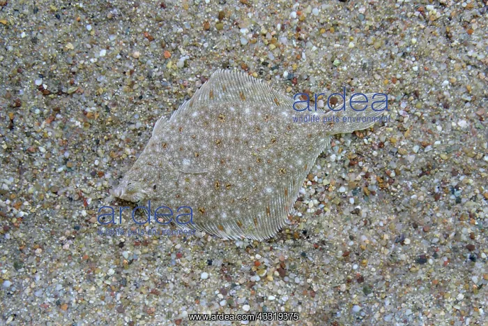  : Plaice, European plaice (Pleuronectes platessa)