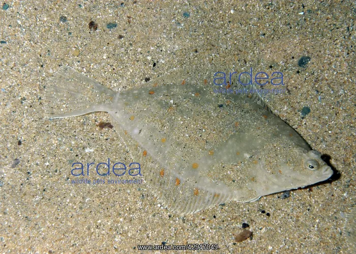 : Plaice - lives on sea bed, lying on its right side : Plaice - lives on sea bed, lying on its right side
