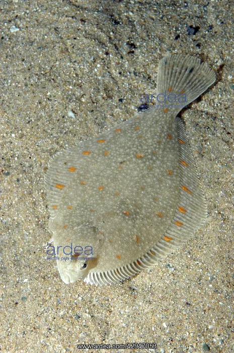: Plaice - lives on sea bed, lying on its right side : Plaice - lives on sea bed, lying on its right side