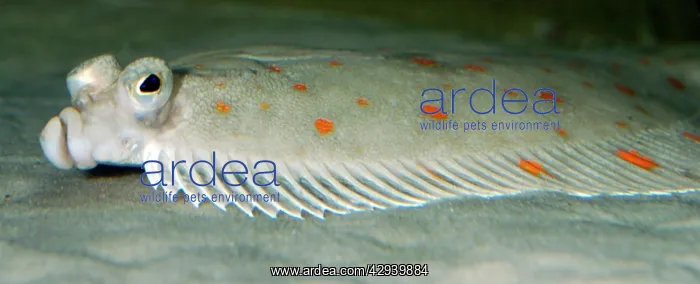 : Plaice - lives on seabed, lying on its left side : Plaice - lives on seabed, lying on its left side