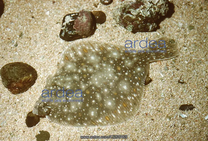  : PLAICE - on seabed