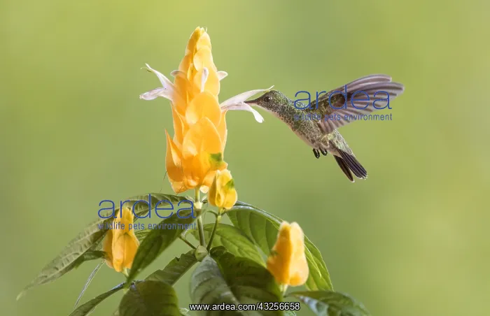 : Plain-bellied Emerald (Amazilia leucogaster) ho : Plain-bellied Emerald (Amazilia leucogaster) ho