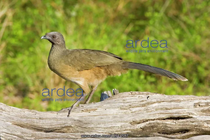 : Plain Chachalaca : Plain Chachalaca