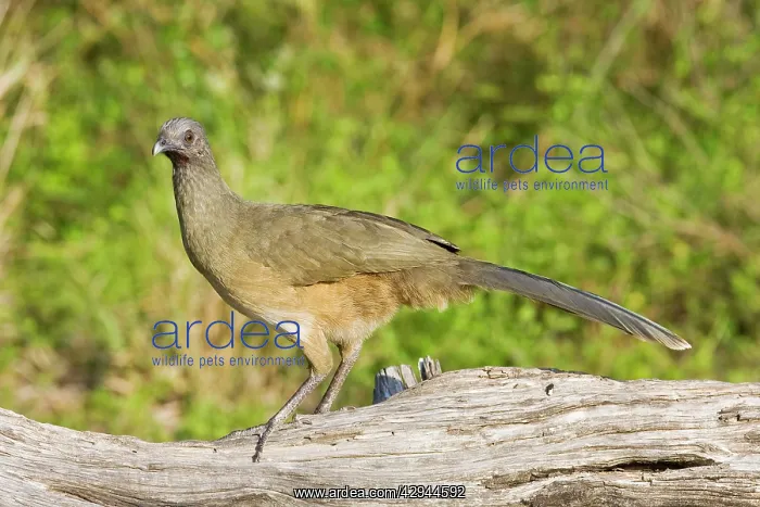 : Plain Chachalaca : Plain Chachalaca