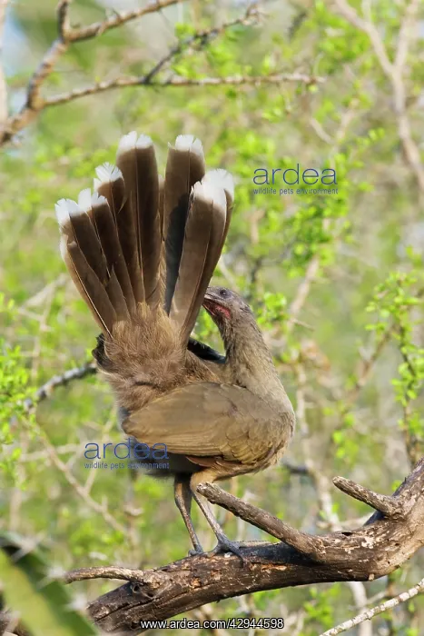 : Plain Chachalaca : Plain Chachalaca