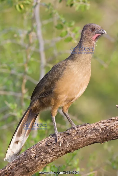 : Plain Chachalaca : Plain Chachalaca