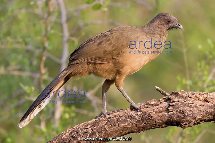 : Plain Chachalaca : Plain Chachalaca