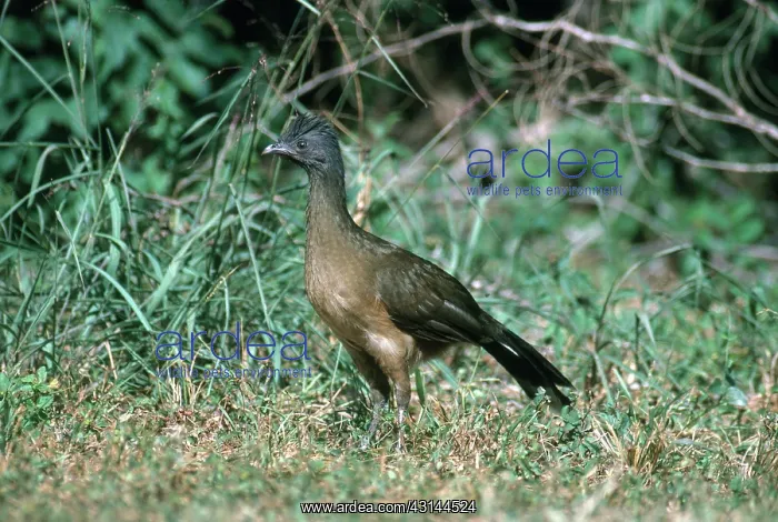 : Plain Chachalaca : Plain Chachalaca