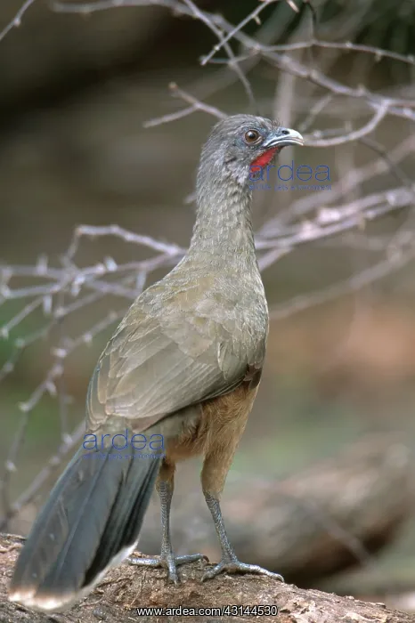: Plain Chachalaca : Plain Chachalaca