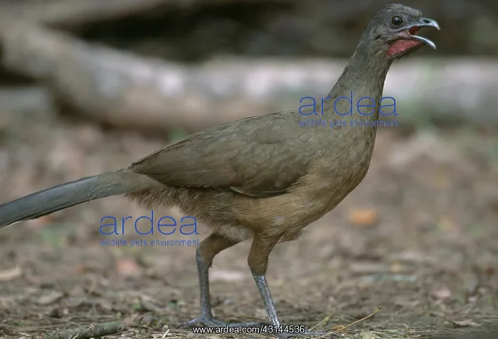 : Plain Chachalaca : Plain Chachalaca