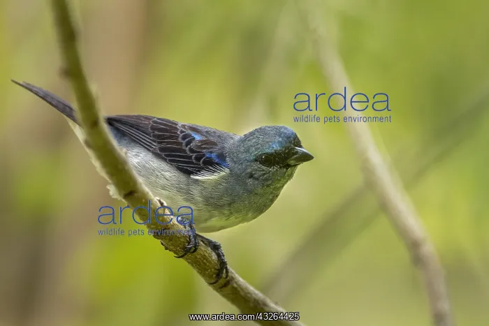  : Plain-colored Tanager (Tangara inornata) Rio Claro