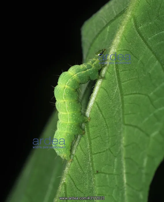 : Plain golden Y caterpillar : Plain golden Y caterpillar