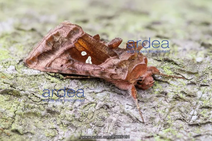 : Plain Golden Y Moth : Plain Golden Y Moth