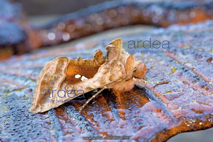  : Plain Golden Y Moth - UK