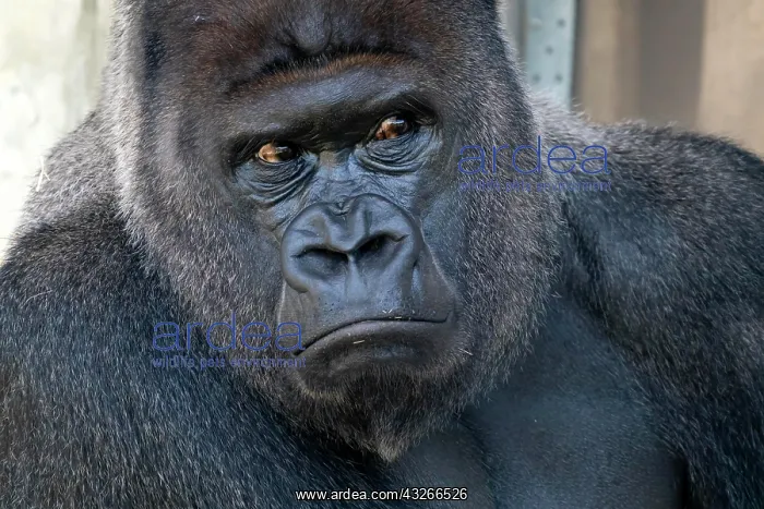 : Plain gorilla ( Gorilla gorilla, gorilla), silverback : Plain gorilla ( Gorilla gorilla, gorilla), silverback