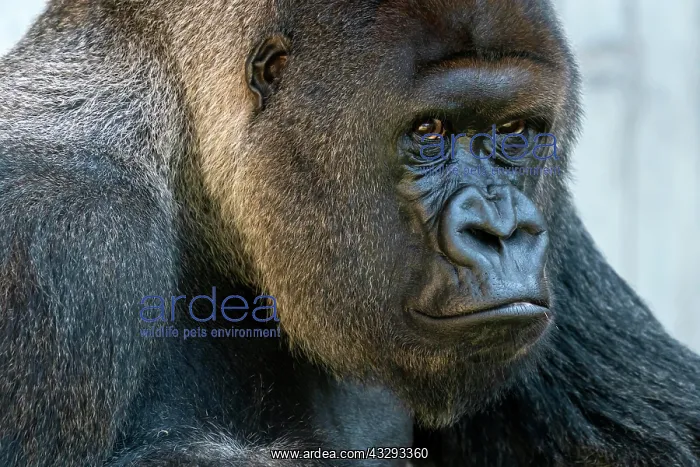 : Plain gorilla ( Gorilla gorilla, gorilla), silverback : Plain gorilla ( Gorilla gorilla, gorilla), silverback