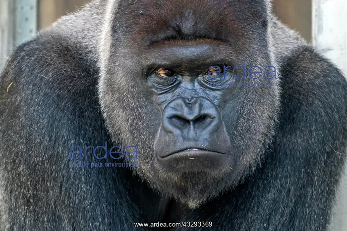 : Plain gorilla ( Gorilla gorilla, gorilla), silverback : Plain gorilla ( Gorilla gorilla, gorilla), silverback